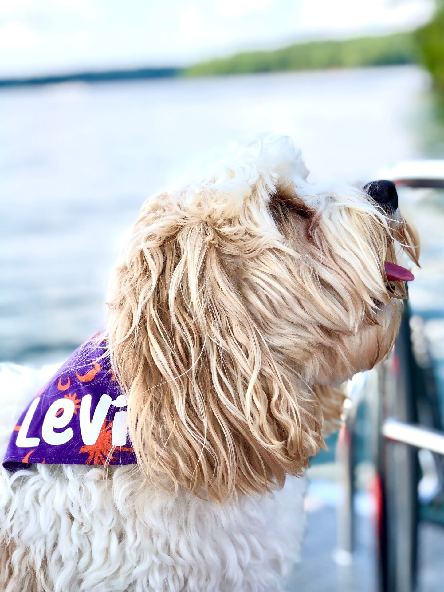 Personalized Pet Scarf